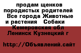 продам щенков породистых родителей - Все города Животные и растения » Собаки   . Кемеровская обл.,Ленинск-Кузнецкий г.